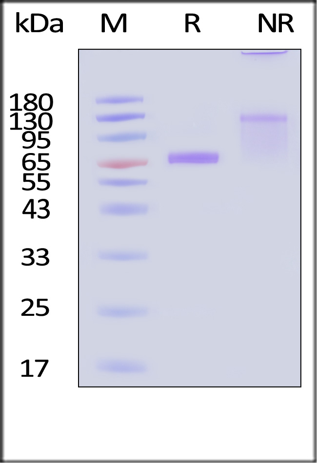 FON-H5256-sds