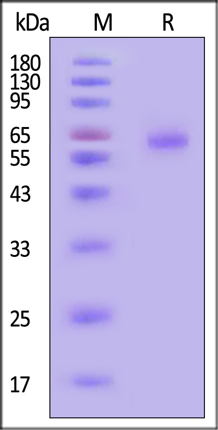 Pre-Fusion glycoprotein SDS-PAGE