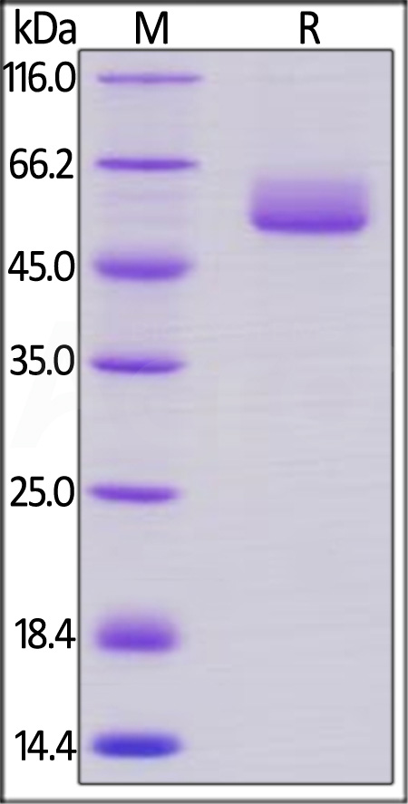 Frizzled-2 SDS-PAGE