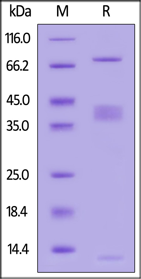 GA1-C52W7-sds