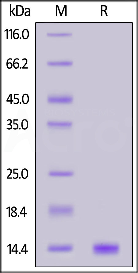 Human Galectin-1, Tag Free (Cat. No. GA1-H4113) SDS-PAGE gel