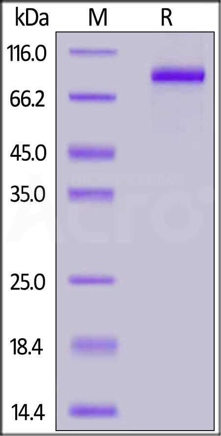 G-CSF R SDS-PAGE