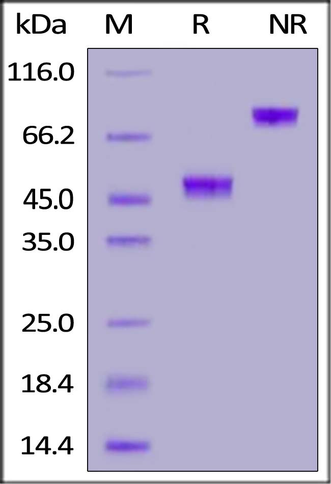 GDF-15 SDS-PAGE