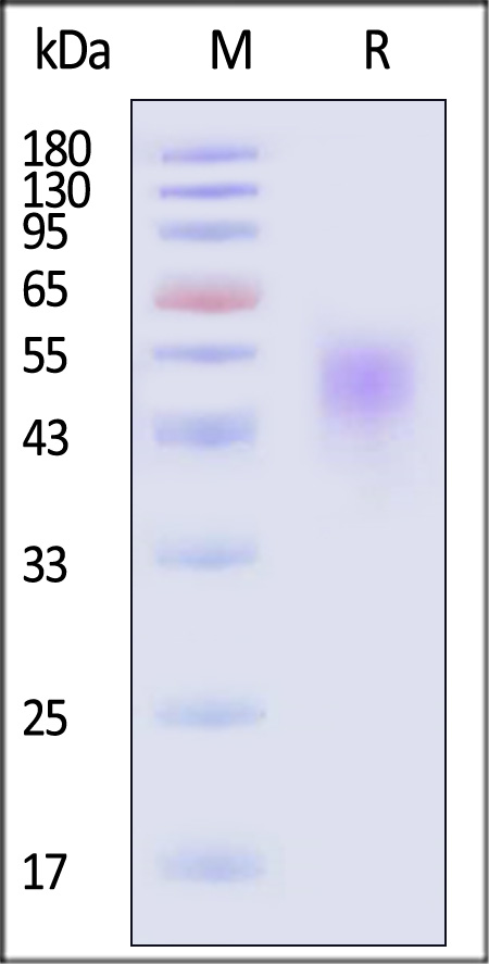 GFR alpha-like SDS-PAGE