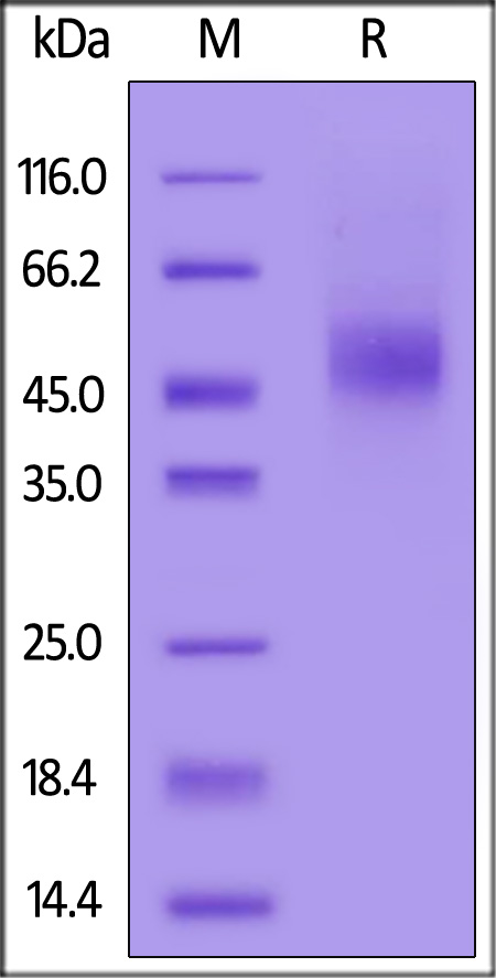 GFR alpha-like SDS-PAGE