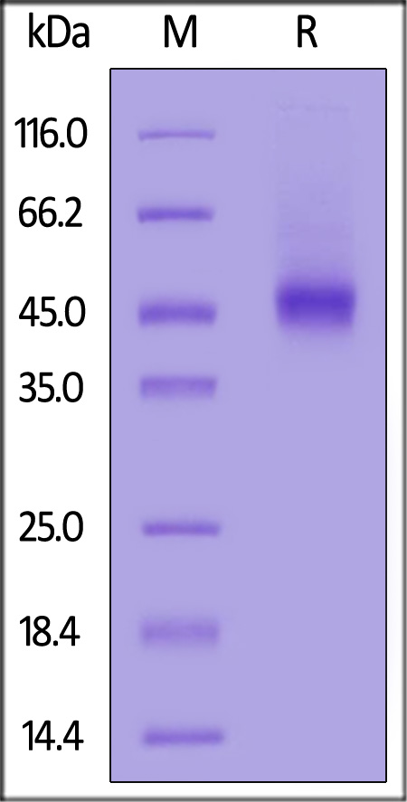 GFR alpha-like SDS-PAGE