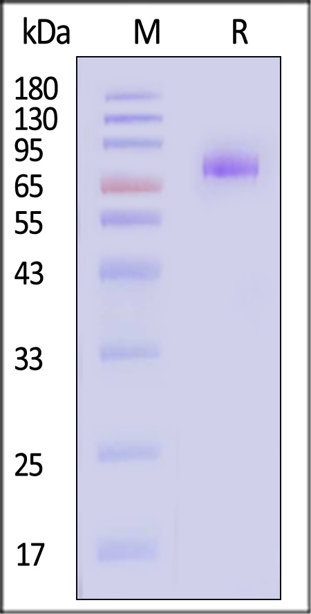 GFR alpha-like SDS-PAGE