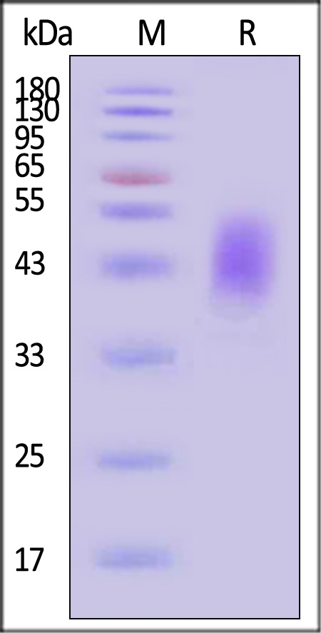 Growth Hormone R SDS-PAGE