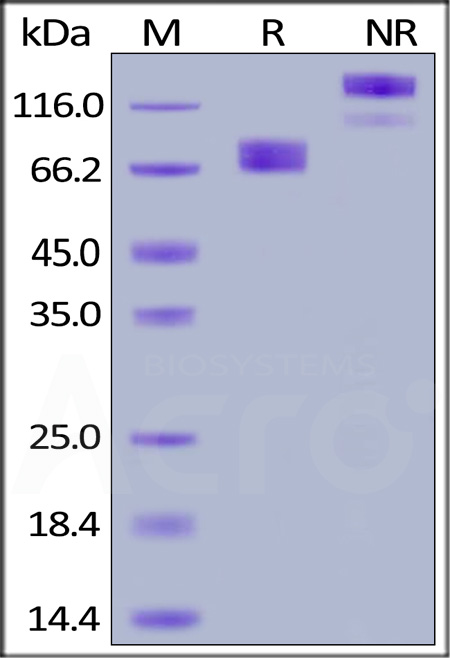 Growth Hormone R SDS-PAGE