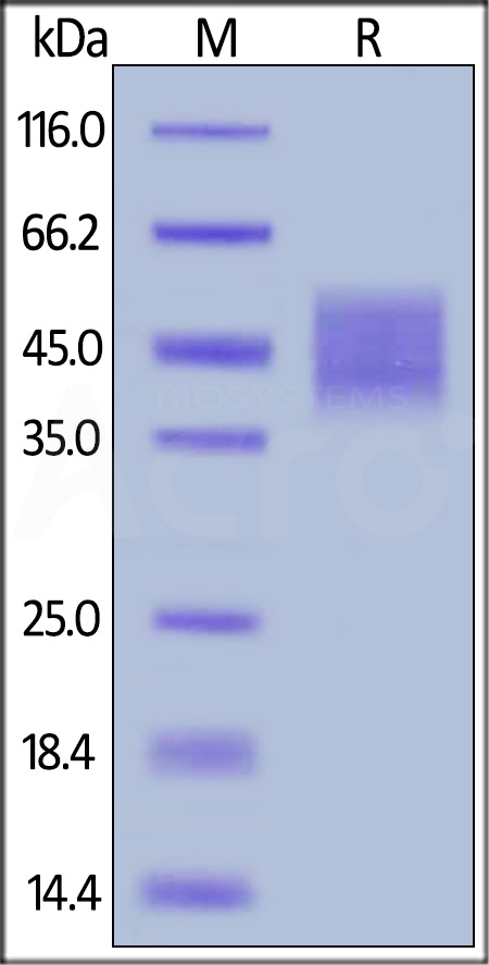 Growth Hormone R SDS-PAGE