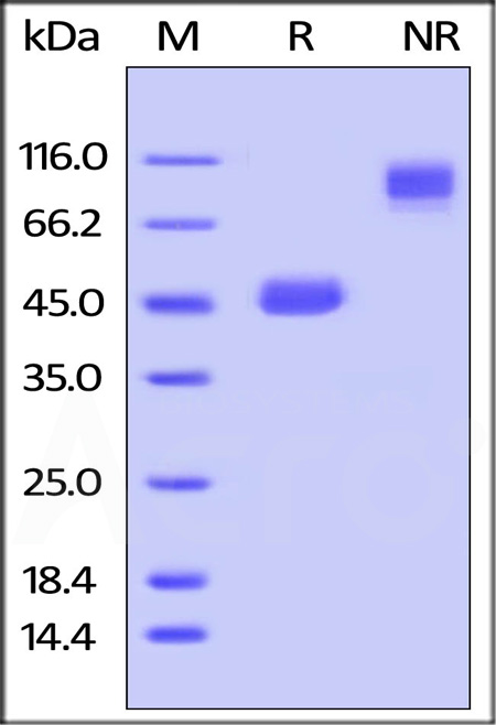 GITR Ligand SDS-PAGE