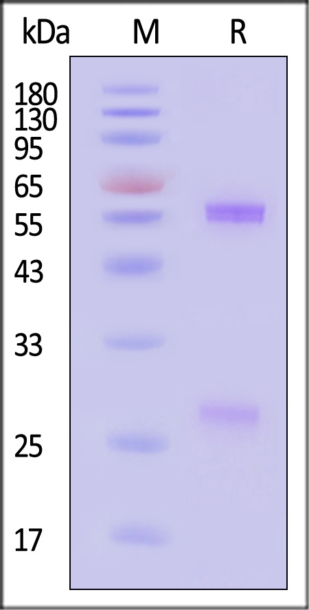 Glycoprotein D/gD (HSV) SDS-PAGE