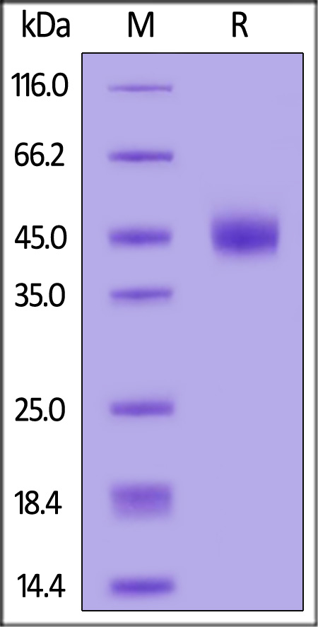 Glycoprotein D/gD (HSV) SDS-PAGE