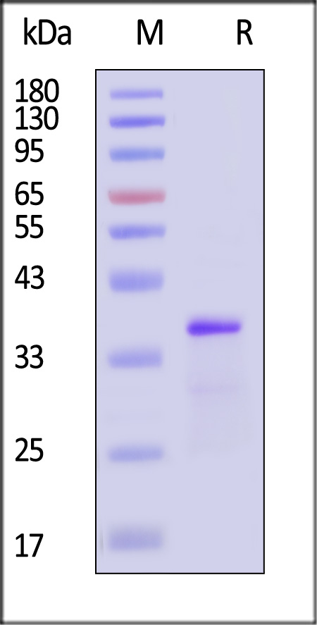 Glycoprotein G/G protein (RSV) SDS-PAGE