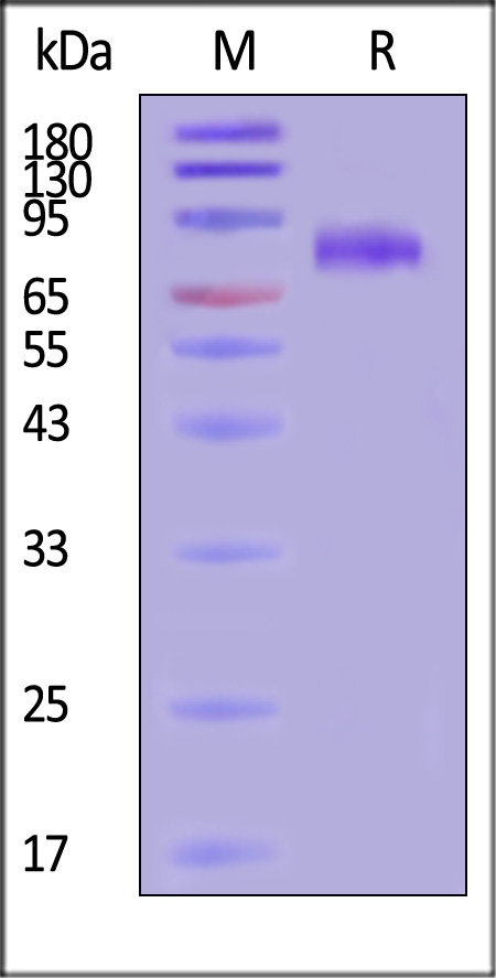 GLN-H52H3-sds