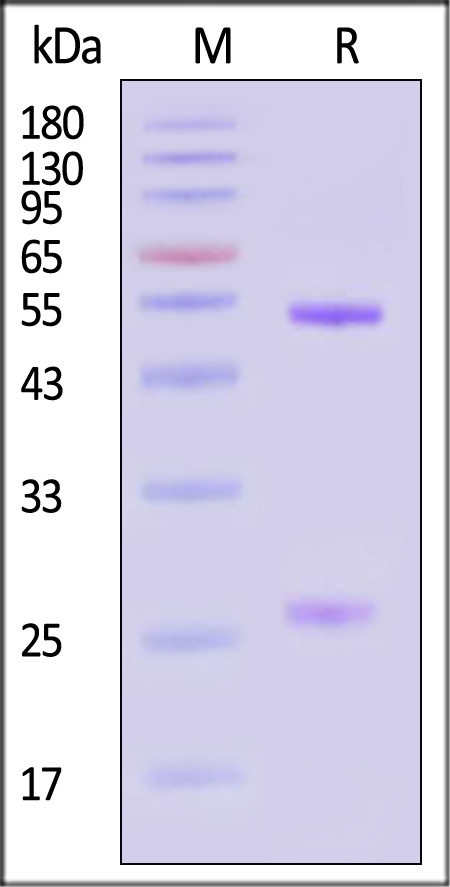 Glycoprotein/G Protein (RABV) SDS-PAGE