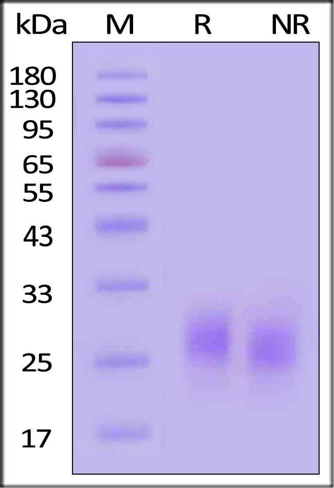 GM-CSF SDS-PAGE