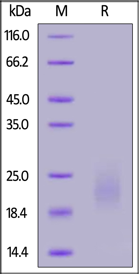 GM-CSF SDS-PAGE