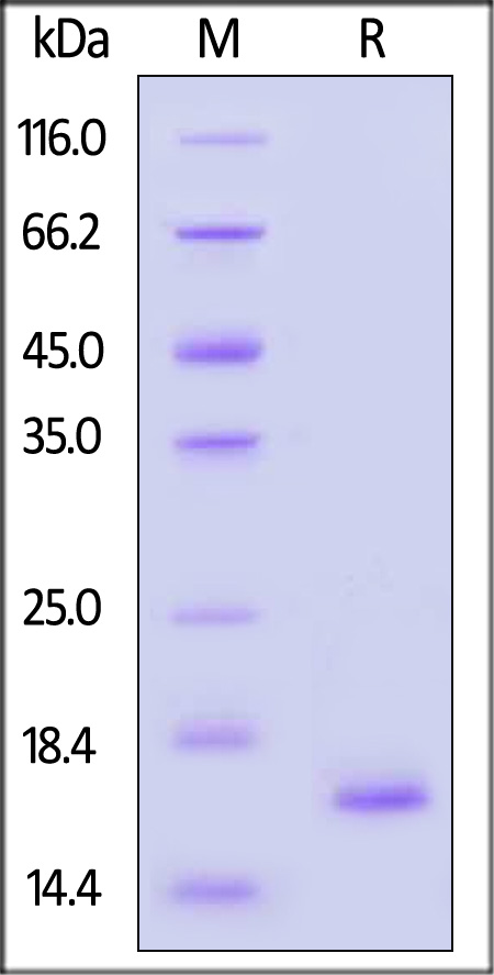 FGF basic SDS-PAGE