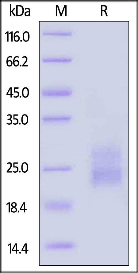 Flt-3 Ligand SDS-PAGE