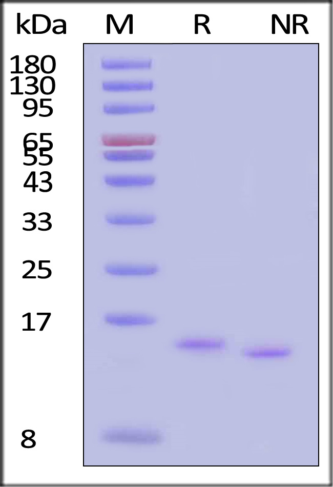 GMP-L03H18-sds