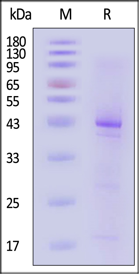 GP1-H51H3-sds