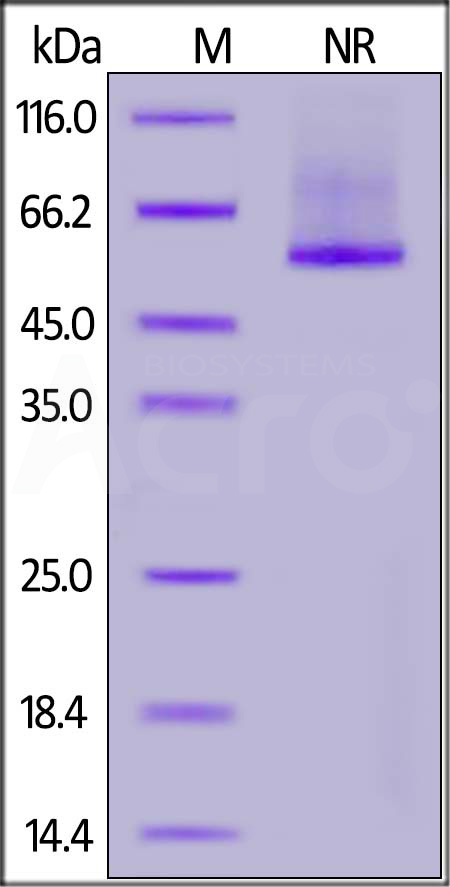 Glypican 2 SDS-PAGE