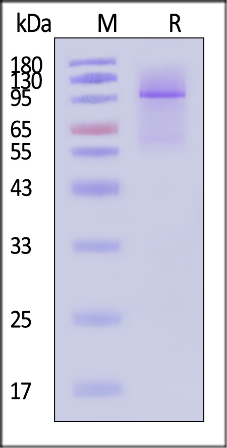 Glypican 3 SDS-PAGE