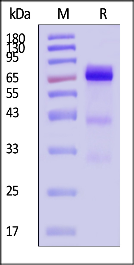 Glypican 3 SDS-PAGE