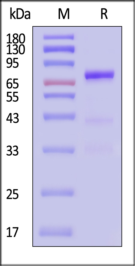 Glypican 3 SDS-PAGE