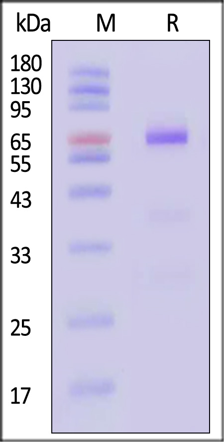 Glypican 3 SDS-PAGE