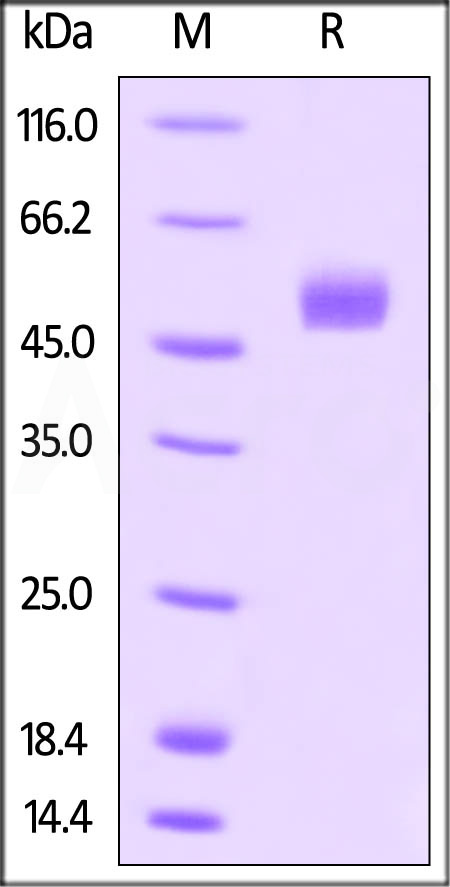 GR1-H5254-sds