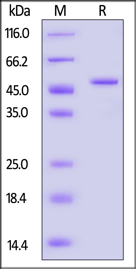 GSK-3beta SDS-PAGE