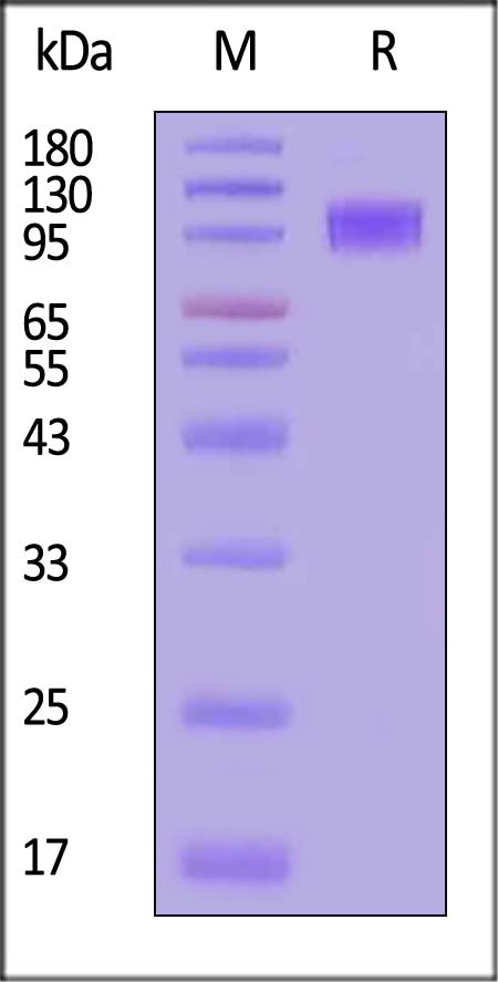 GUC-H82F8-sds