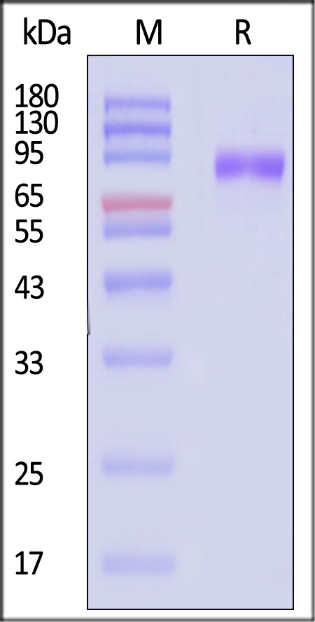 GUC-M53H5-sds