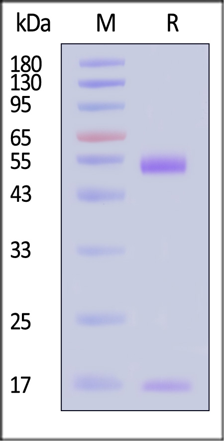 H-2Kd & B2M & InsB (LYLVCGERL) SDS-PAGE