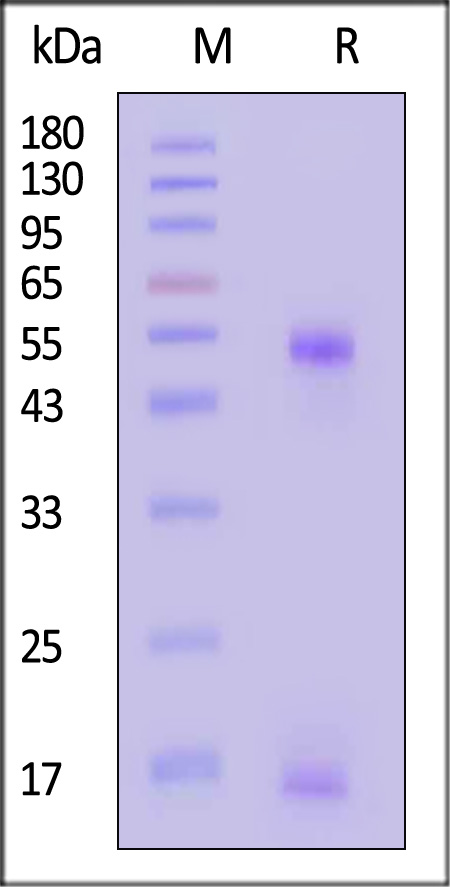 H-2Db & B2M SDS-PAGE