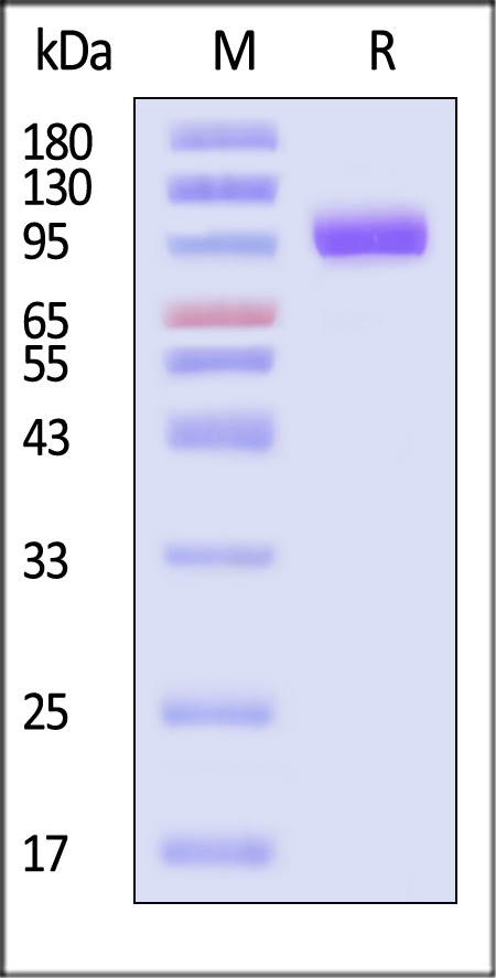 Hemagglutinin (HA) SDS-PAGE