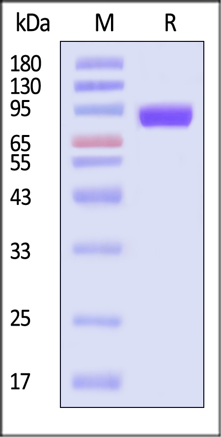 Hemagglutinin (HA) SDS-PAGE