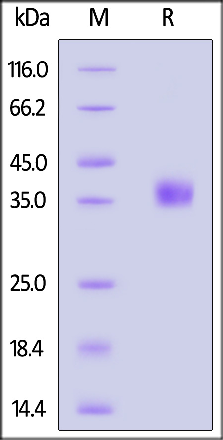 H3L SDS-PAGE