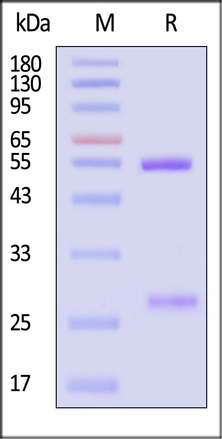 Hemagglutinin (HA) SDS-PAGE