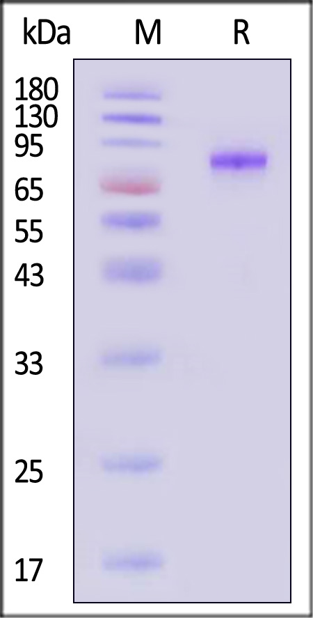 Hemagglutinin (HA) SDS-PAGE