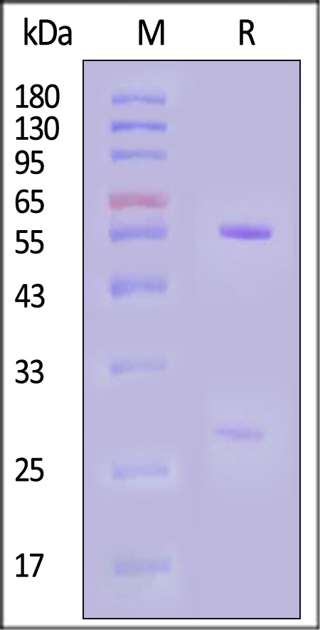 Hemagglutinin (HA) SDS-PAGE