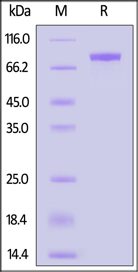 Hemagglutinin (HA) SDS-PAGE