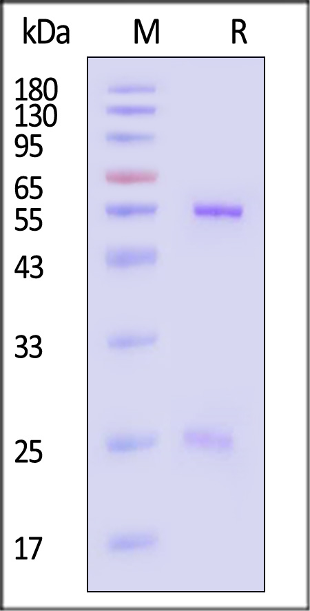 Hemagglutinin (HA) SDS-PAGE