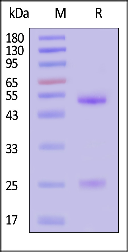 Hemagglutinin/HA (Influenza Virus) SDS-PAGE