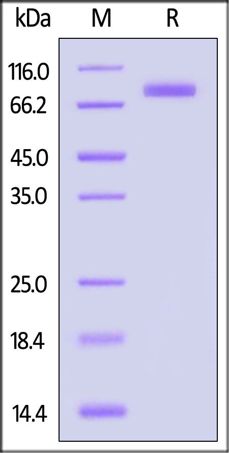 Hemagglutinin (HA) SDS-PAGE