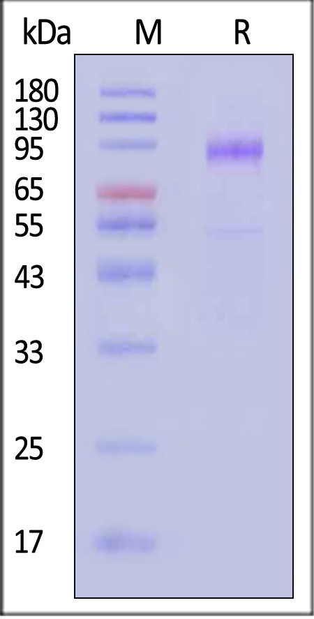 Hemagglutinin (HA) SDS-PAGE