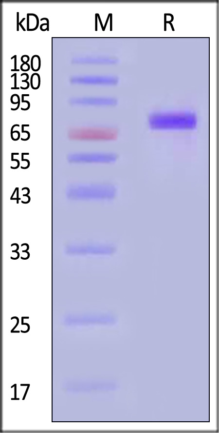 Hemagglutinin (HA) SDS-PAGE