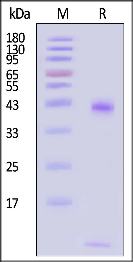 HLM-H82Ec-sds